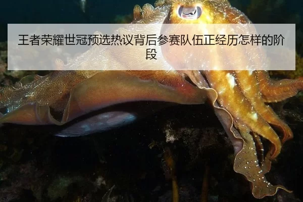 王者荣耀世冠预选热议背后参赛队伍正经历怎样的阶段 | xingkong